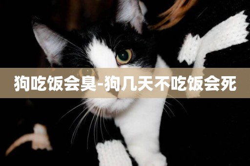 狗吃飯會臭-狗幾天不吃飯會死