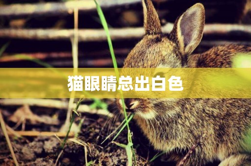 貓眼睛總出白色
