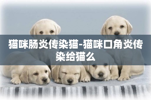 貓咪腸炎傳染貓-貓咪口角炎傳染給貓么