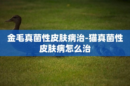 金毛真菌性皮膚病治-貓真菌性皮膚病怎么治