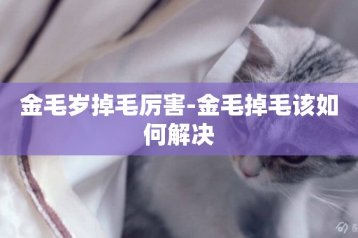 金毛歲掉毛厲害-金毛掉毛該如何解決