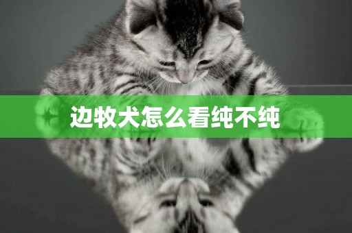 邊牧犬怎么看純不純