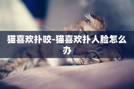 貓喜歡撲咬-貓喜歡撲人臉怎么辦