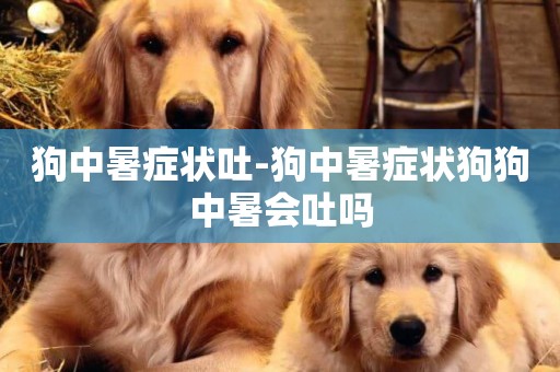 狗中暑癥狀吐-狗中暑癥狀狗狗中暑會吐嗎