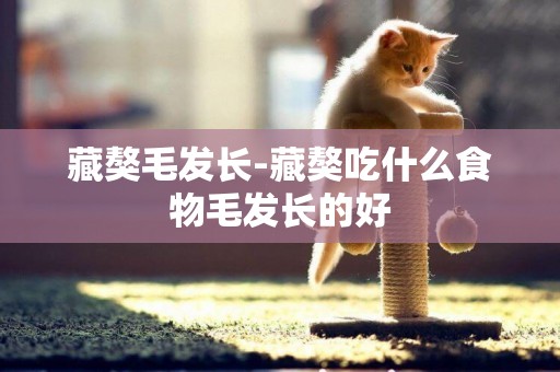 藏獒毛發長-藏獒吃什么食物毛發長的好