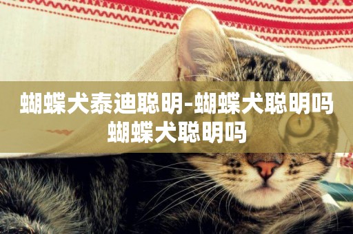 蝴蝶犬泰迪聰明-蝴蝶犬聰明嗎蝴蝶犬聰明嗎