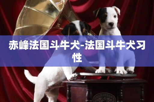 赤峰法國斗牛犬-法國斗牛犬習性