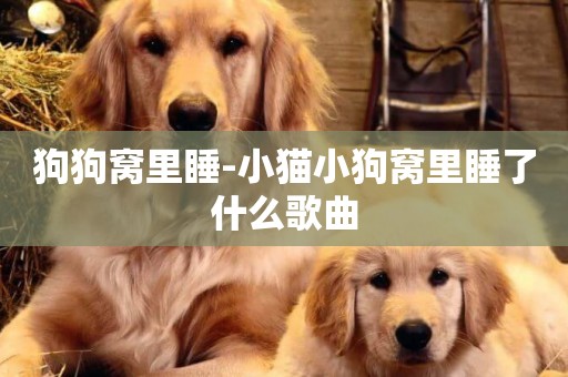 狗狗窩里睡-小貓小狗窩里睡了什么歌曲