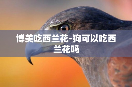 博美吃西蘭花-狗可以吃西蘭花嗎