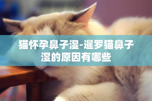 貓懷孕鼻子濕-暹羅貓鼻子濕的原因有哪些