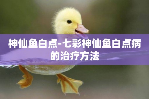 神仙魚白點-七彩神仙魚白點病的治療方法