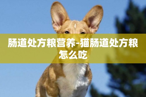 腸道處方糧營養-貓腸道處方糧怎么吃