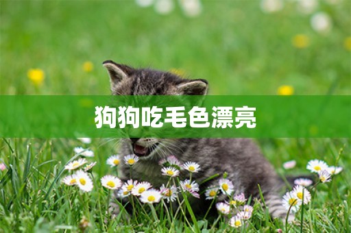 狗狗吃毛色漂亮