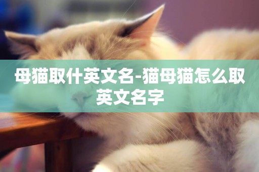 母貓取什英文名-貓母貓怎么取英文名字