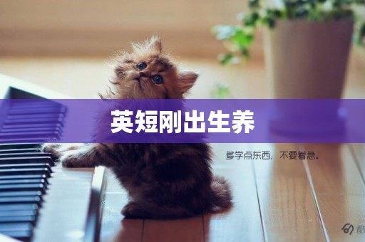 英短剛出生養