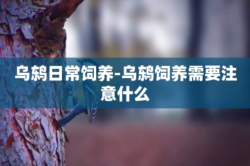 烏鶇日常飼養-烏鶇飼養需要注意什么