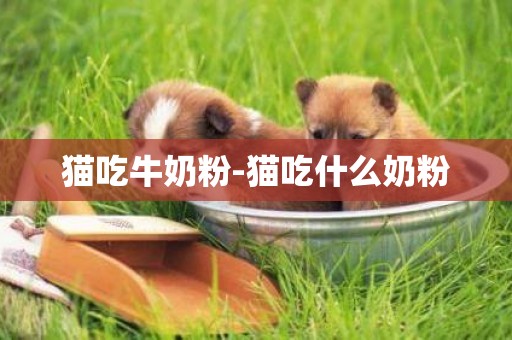 貓吃牛奶粉-貓吃什么奶粉