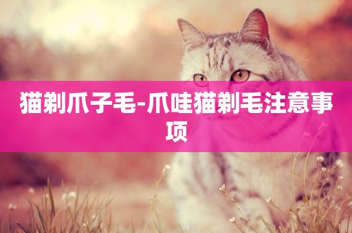 貓剃爪子毛-爪哇貓剃毛注意事項