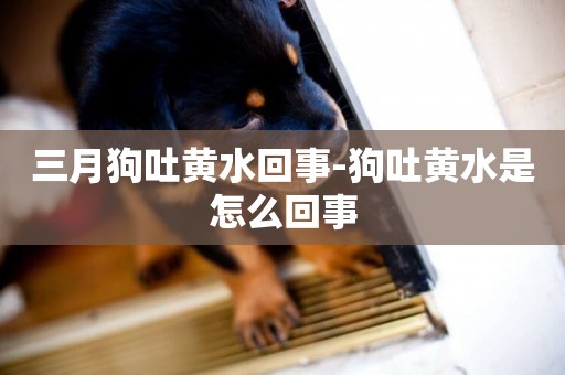 三月狗吐黃水回事-狗吐黃水是怎么回事