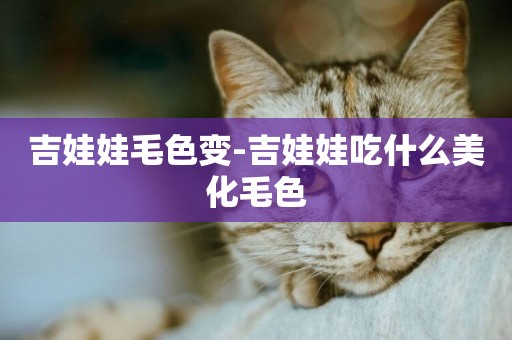 吉娃娃毛色變-吉娃娃吃什么美化毛色