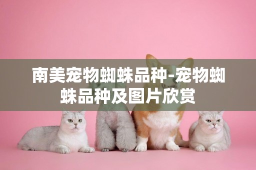 南美寵物蜘蛛品種-寵物蜘蛛品種及圖片欣賞