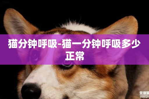 貓分鐘呼吸-貓一分鐘呼吸多少正常