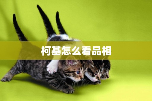 柯基怎么看品相