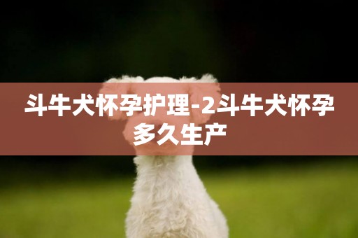 斗牛犬懷孕護理-2斗牛犬懷孕多久生產