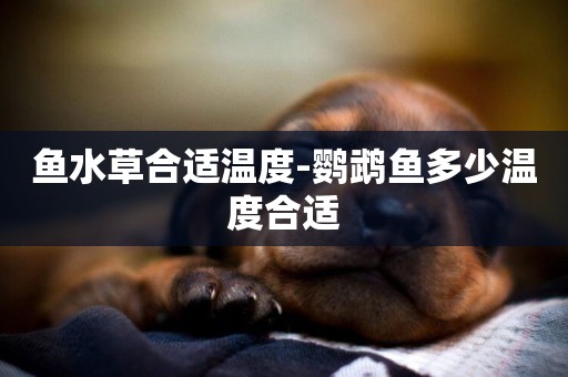 魚水草合適溫度-鸚鵡魚多少溫度合適