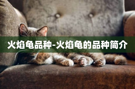 火焰龜品種-火焰龜的品種簡介