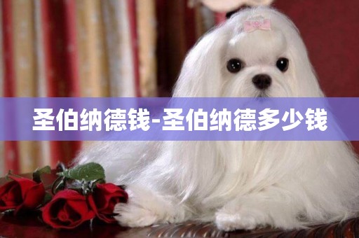 圣伯納德錢-圣伯納德多少錢