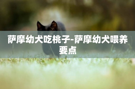 薩摩幼犬吃桃子-薩摩幼犬喂養要點