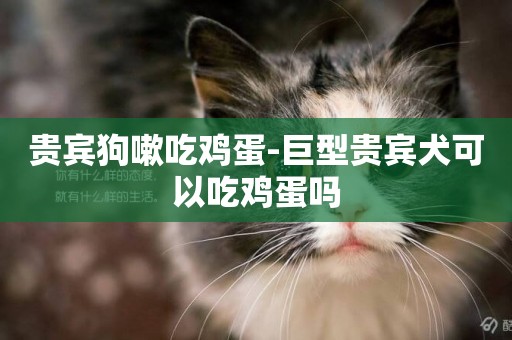 貴賓狗嗽吃雞蛋-巨型貴賓犬可以吃雞蛋嗎