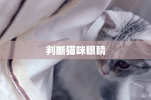 判斷貓咪眼睛