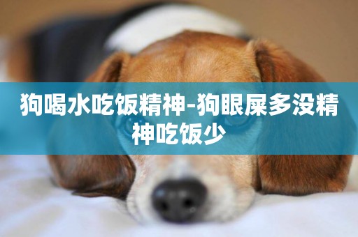 狗喝水吃飯精神-狗眼屎多沒精神吃飯少