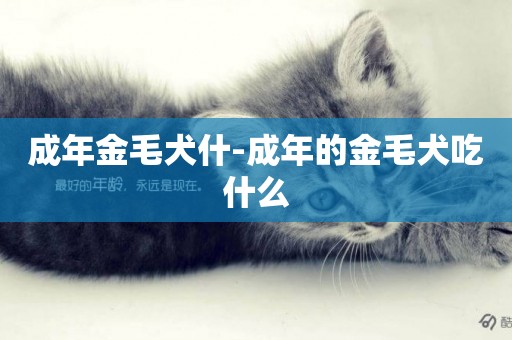 成年金毛犬什-成年的金毛犬吃什么