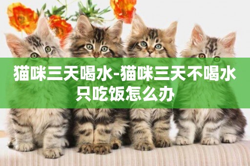 貓咪三天喝水-貓咪三天不喝水只吃飯怎么辦