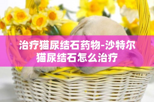 治療貓尿結石藥物-沙特爾貓尿結石怎么治療