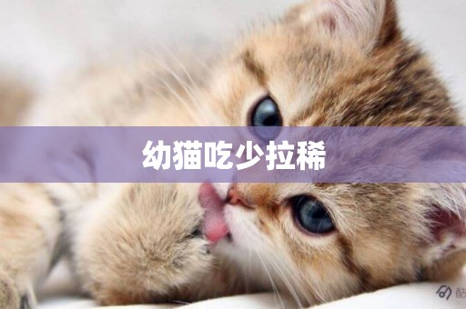 幼貓吃少拉稀