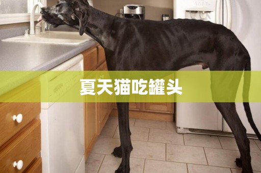 夏天貓吃罐頭