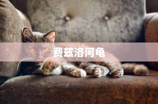 費茲洛河龜