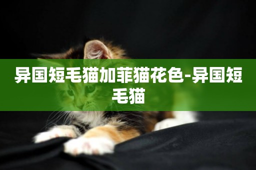 異國短毛貓加菲貓花色-異國短毛貓