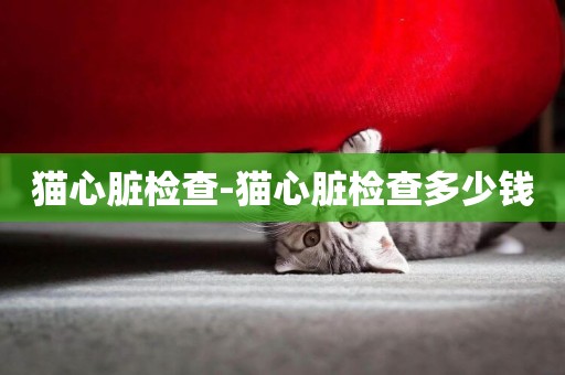 貓心臟檢查-貓心臟檢查多少錢