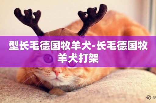 型長毛德國牧羊犬-長毛德國牧羊犬打架