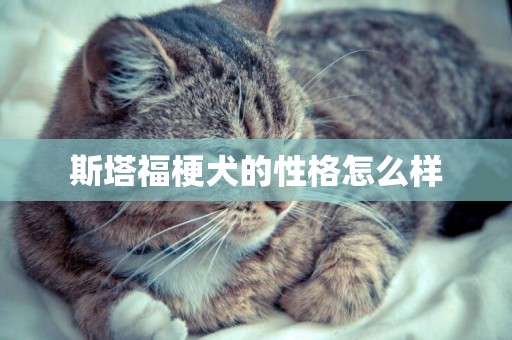 斯塔福梗犬的性格怎么樣