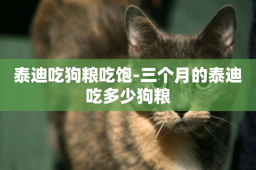 泰迪吃狗糧吃飽-三個月的泰迪吃多少狗糧