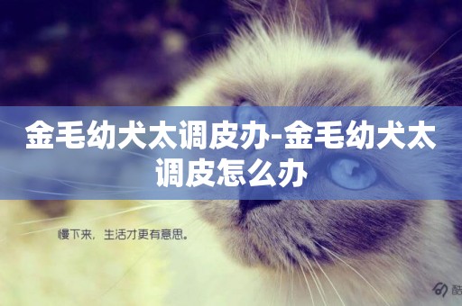 金毛幼犬太調皮辦-金毛幼犬太調皮怎么辦