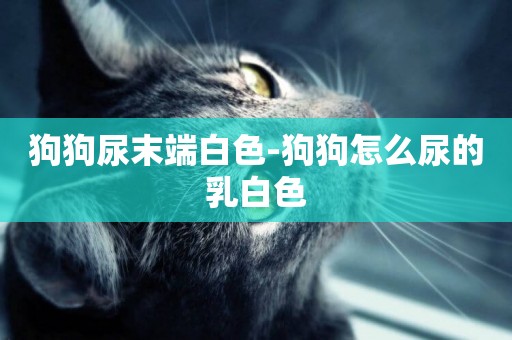 狗狗尿末端白色-狗狗怎么尿的乳白色