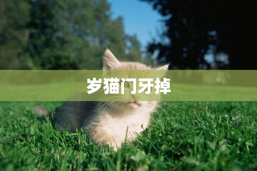 歲貓門牙掉