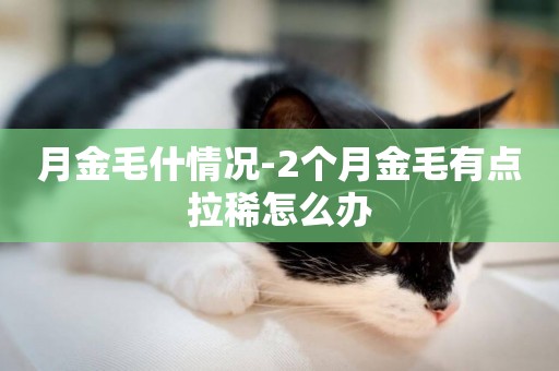 月金毛什情況-2個月金毛有點拉稀怎么辦